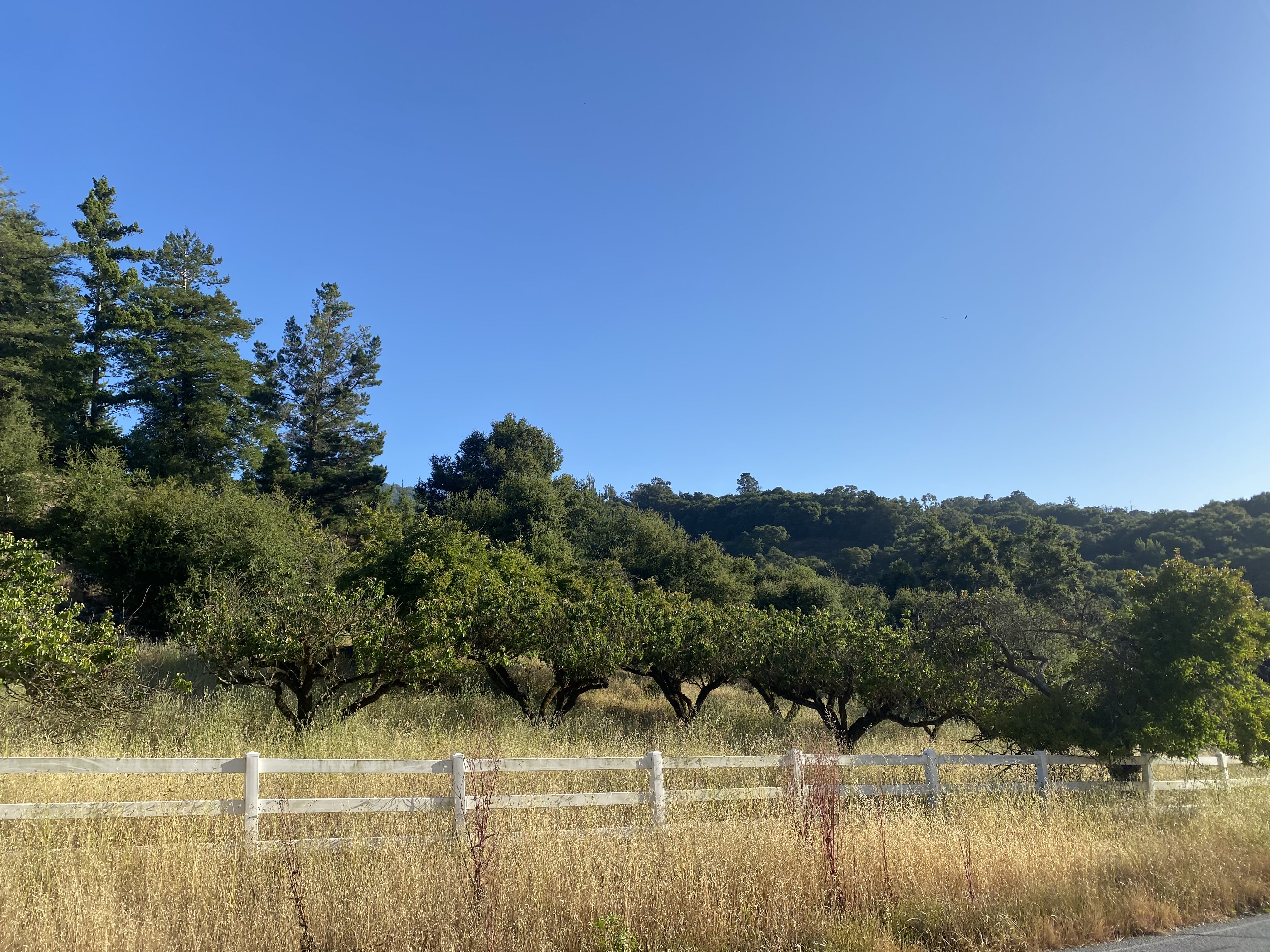 Field Fence